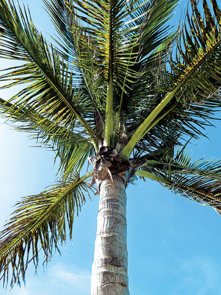 Coconut Palm Paradise